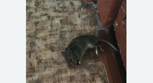 Дезинфекция от мышей в Артемовске