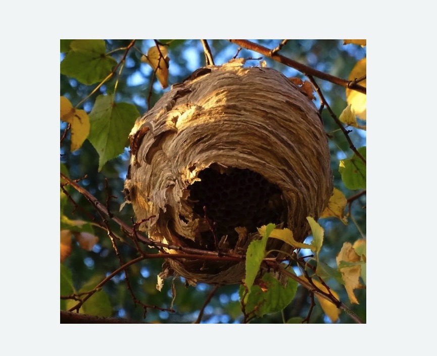 Обработка от шершней в Артемовске