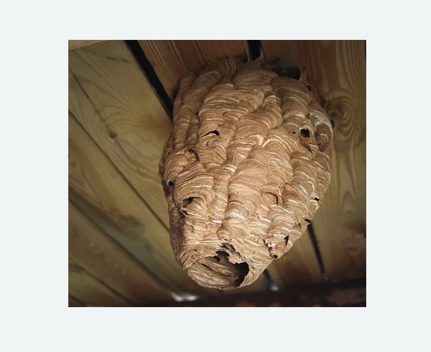 обработка от шершней в Артемовске