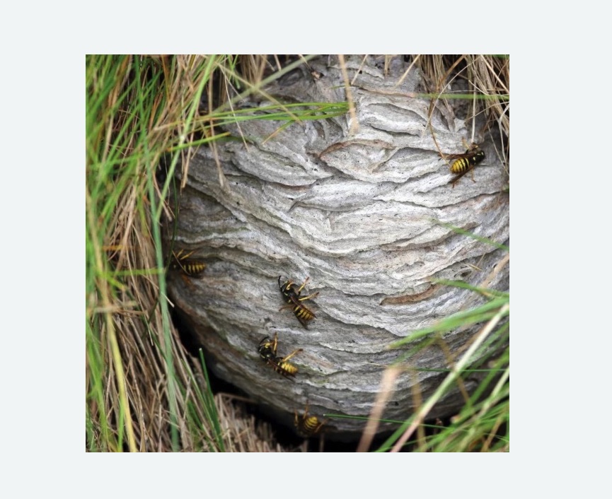 Уничтожение ос и ульев в Артемовске